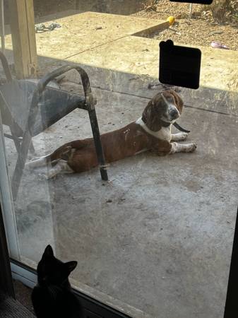 Rehoming Basset Hound! (Orangevale)63881395387521120