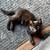 Two black kittens 3 thumbnail