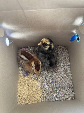 Baby chicks mini $15 1