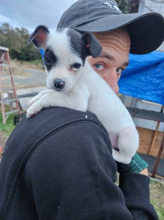 Rat Terrier and Chihuahua (Sonoma)63941478158338120