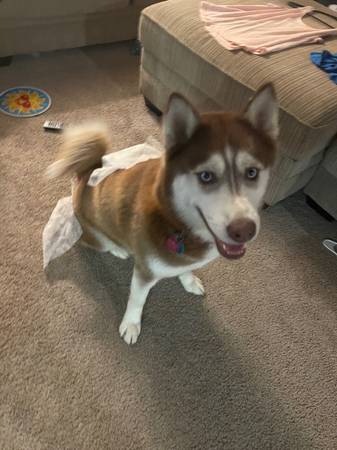 Husky hembra roja/blanca de 2 años gratuita (Evansville)63280464737027122