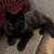 Kittens 8-12 weeks rehoming spayed, vaccinated & chipped 3 thumbnail