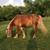 Belgian Stud Colt horse 1 thumbnail