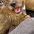 🚨FOUND DOG (TERRIER MIX)🚨 5 thumbnail
