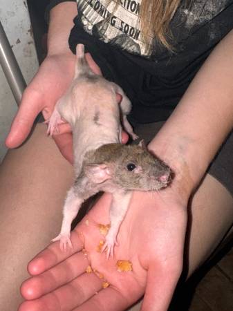 Juvenile Rat females (Kennewick)63896661822338122