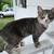 Free inside/outside cats 1 thumbnail