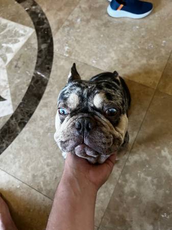 French Bulldog Pup63404385965827121