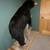 Life size Adirondack Black Bear Taxidermy Mount 14 thumbnail