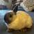 Dwarf rabbits 9 thumbnail