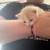 Kittens 1 thumbnail