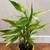 Lucky Bamboo Plant 5 thumbnail