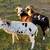 Rams Painted Desert 5 thumbnail