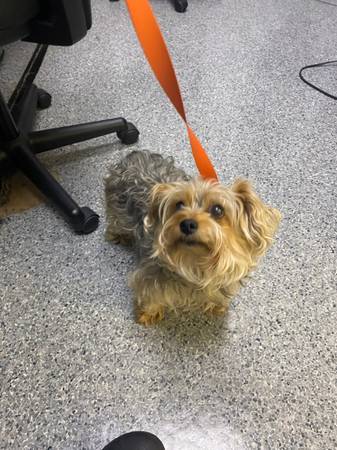 FOUND DOG (OREGON CITY)