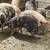 Beautiful Feeder pigs 10 thumbnail