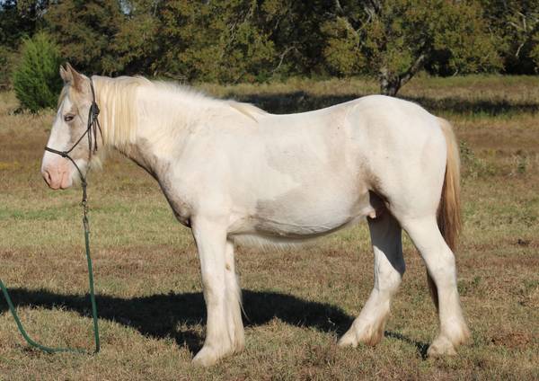 2024 Rare Smokey SilverPintaloosa Gypsy Vanner 1