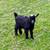 Pygmy goat buck 2 thumbnail