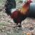 Pollos 5 thumbnail