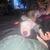 Bull dog puppy 1 thumbnail
