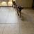 Akc German shepherd 1 thumbnail