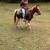 Qh mare 3 thumbnail