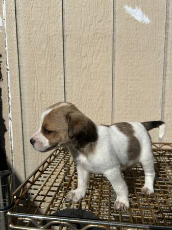Puppy (san jose south)63869605880707120