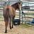 AQHA 2024 gray filly 1 thumbnail