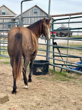 AQHA 2024 gray filly 1