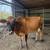 Jersey Cow 2 thumbnail