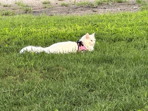 Angora turco en adopción (Fairbury)63857444788353122
