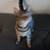 Calico 4 thumbnail