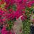 Bougainvillea 7 thumbnail