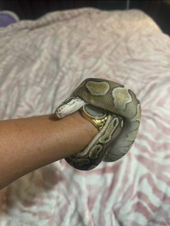 Ball Python and Enclosure 1