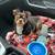 $35.00 / Night Dog Boarding - Biggest animal lover you’ll meet! 2 thumbnail
