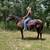 Gentle Quarter Horse Mare - Demi 1 thumbnail