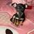 Mini chihuahah puppy 1 thumbnail