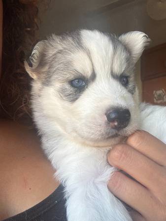 Husky63846759339009120