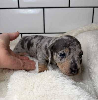 Looking Dachshund puppy!! (Fairfax)64673585918466121