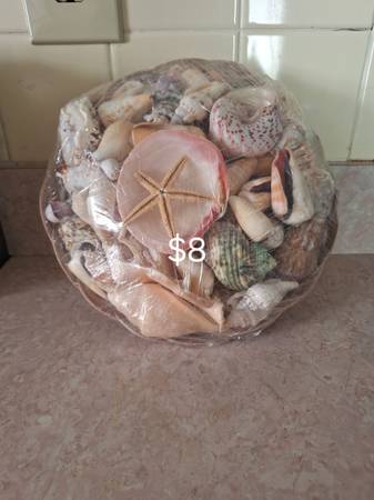 Seashells 1