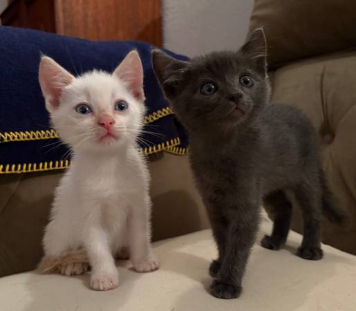 Wonderful Kittens ready for loving home (Eagle Rock)64036432993282120
