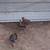 Richardson Reds and Grey Junglefowl 3 thumbnail