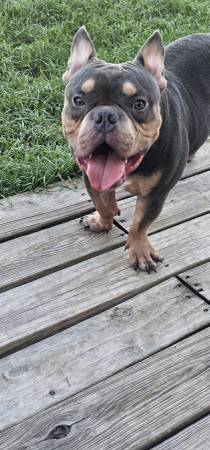 Puppy63859316807169124