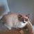 SIAMESE KITTEN 7 thumbnail