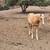 Gorgeous palomino yearling mustang filly!!! 4 thumbnail