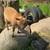 Nigerian Dwarf Goats 2 thumbnail