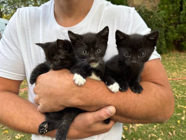 Kittens (Woodinville)63869711770243121