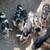 Feeder pigs 3 thumbnail