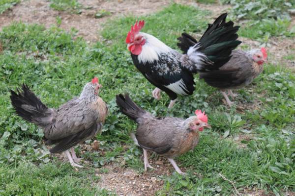 LOT of old english bantams (Lucasville)63993422146563120