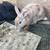 Rabbits for sale 2 thumbnail