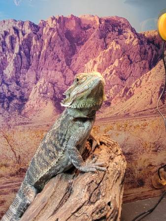 Hembra Dragón Barbudo (Suffolk)63882831872385123