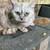 Scottish fold/straight 6 thumbnail